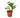 Philodendron Mini Monstera Minima - 4" Pot - NURSERY POT ONLY
