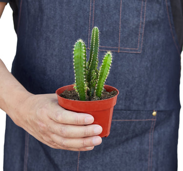 Fairy Castle Cactus