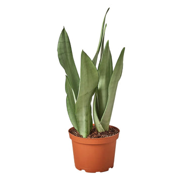 Snake Plant Moonshine