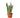 Snake Plant Moonshine - 6" Pot - NURSERY POT ONLY