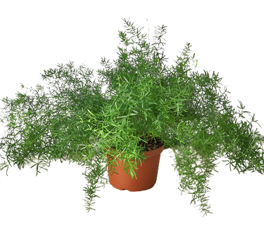 Fern 'Sprengeri'