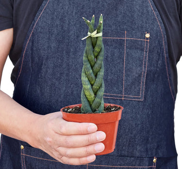 Snake Plant Braided