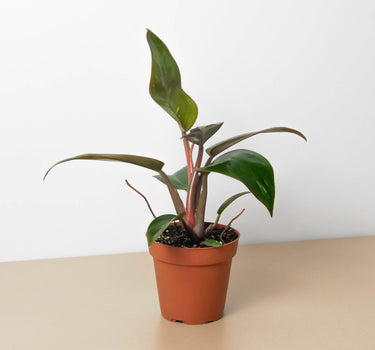 Philodendron 'Birkin Pink'