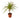 Dracaena Marginata 'Sunshine'