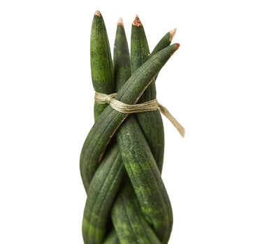 Snake Plant Braided