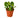 Peperomia Thailand - 4" Pot - NURSERY POT ONLY