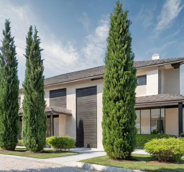 Italian Cypress