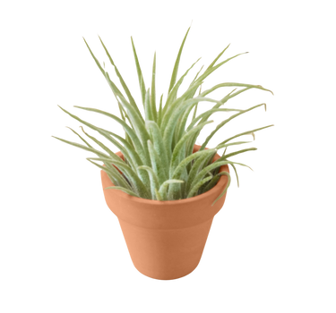 Ionantha Guatemala Tillandsia Air Plant with Terra Cotta