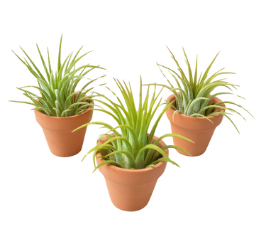 3 Ionantha Air Plants with Mini Terra Cotta Pots