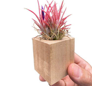 Tillandsia Air Plant Ionantha in Magnetic Wood Planter