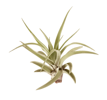 Tillandsia Air Plant Veluntina