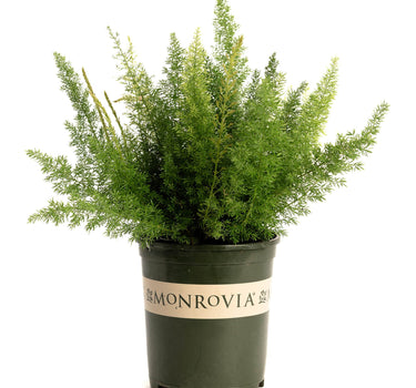 Foxtail Fern