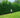 American Pillar Thuja
