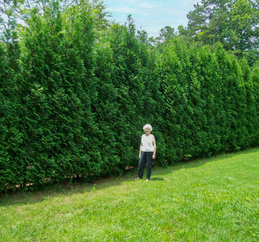 American Pillar Thuja