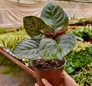 Aphelandra 'Nova Fuego'