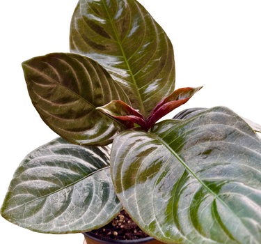 Aphelandra 'Nova Fuego'