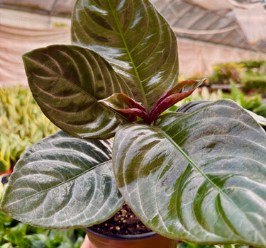 Aphelandra 'Nova Fuego'