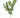 Acacia 'Podalyriifolia' Tree