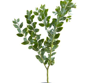 Acacia 'Podalyriifolia' Tree