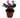 African Violet 'Pink'