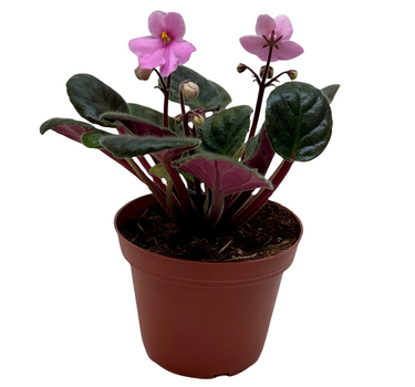 African Violet 'Pink'