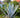 Americana Silver Agave