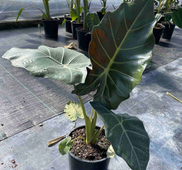Mayan Mask Alocasia