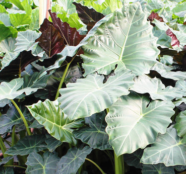 Mayan Mask Alocasia