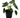 Alocasia 'Dragon Scale Mint'