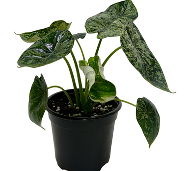 Alocasia 'Dragon Scale Mint'