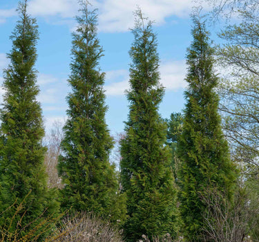 American Pillar Thuja