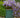 Amethyst Falls Wisteria