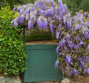 Amethyst Falls Wisteria