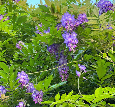 Amethyst Falls Wisteria