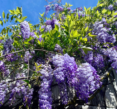 Amethyst Falls Wisteria