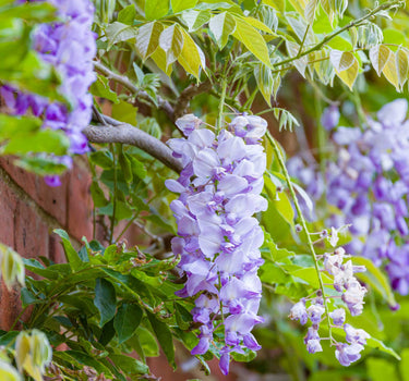 Amethyst Falls Wisteria