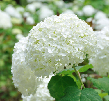 Annabelle Hydrangea