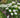 Annabelle Hydrangea