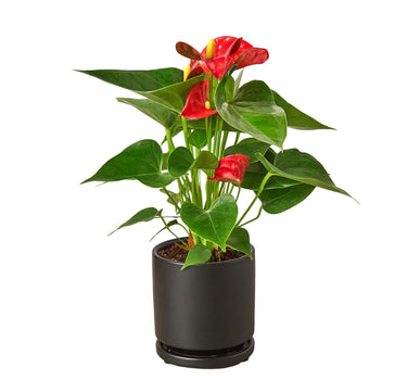 Anthurium 'Red'
