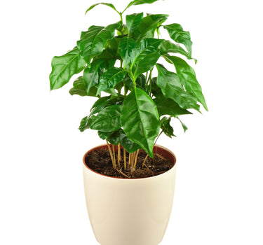Arabica Coffee Plant