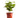 Arabica Coffee Plant