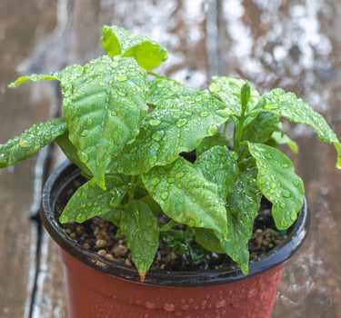Arabica Coffee Plant