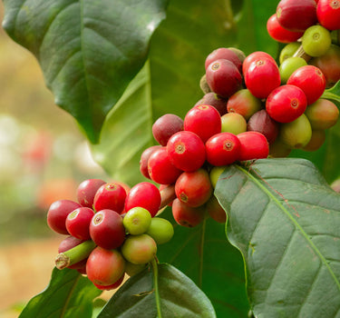 Arabica Coffee Plant