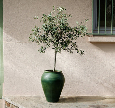 Arbequina Olive Tree