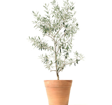 Arbequina Olive Tree