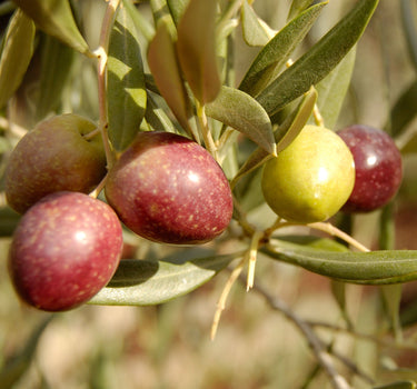 Arbequina Olive Tree
