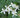 Armandii Snowdrift Clematis blooms