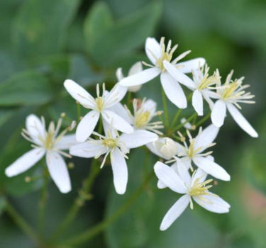 Armandii Snowdrift Clematis blooms