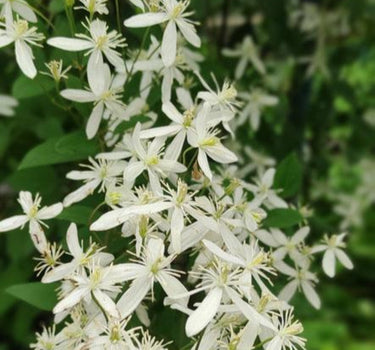 Armandii Snowdrift Clematis