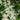Armandii Snowdrift Clematis